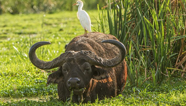 Parque Nacional Lago Tarangire